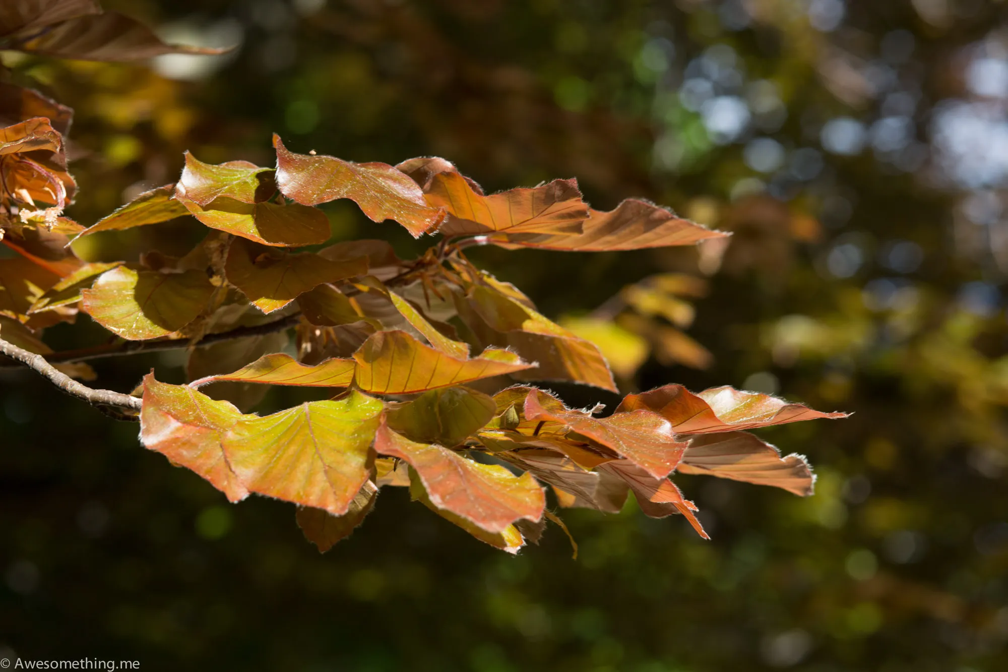 Krakow - Lancut-6